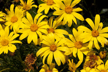 Load image into Gallery viewer, Leptosyne gigantea - Giant Coreopsis