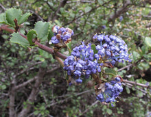 Load image into Gallery viewer, Ceanothus gloriosus - Point Reyes Ceanothus