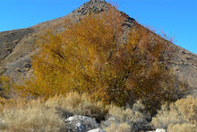 Load image into Gallery viewer, Betula occidentalis - Water Birch