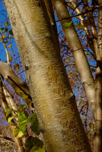 Load image into Gallery viewer, Betula occidentalis - Water Birch