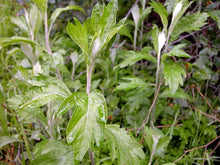 Load image into Gallery viewer, Artemisia douglasiana - Mugwort