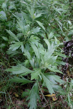 Load image into Gallery viewer, Artemisia douglasiana - Mugwort