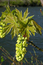 Load image into Gallery viewer, Acer macrophyllum - Big Leaf Maple