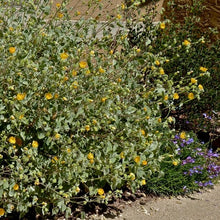 Load image into Gallery viewer, Abutilon palmeri - Palmer's Indian Mallow