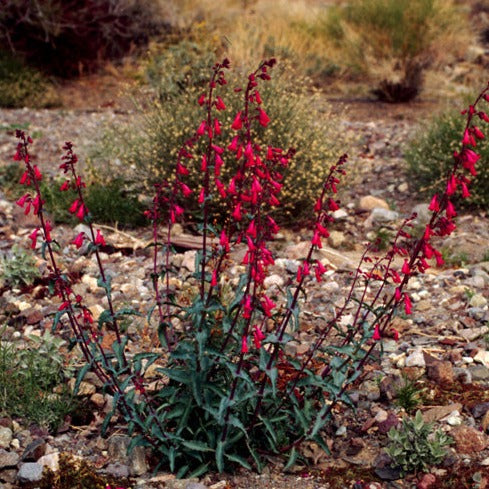 Desert Penstemon Plant