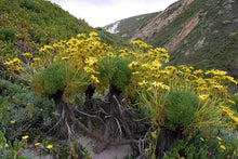 Load image into Gallery viewer, Leptosyne gigantea - Giant Coreopsis