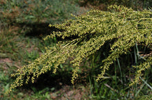 Load image into Gallery viewer, Artemisia dracunculus - Wild Tarragon