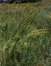 Load image into Gallery viewer, Artemisia dracunculus - Wild Tarragon