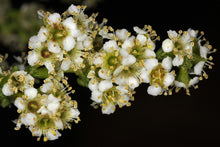 Load image into Gallery viewer, Adenostoma fasciculatum - Chamise