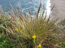 Load image into Gallery viewer, Calamagrostis nutkaensis - Pacific Reed Grass