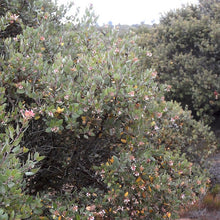 Load image into Gallery viewer, Arctostaphylos morroensis - Morro Bay Manzanita
