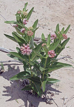 Load image into Gallery viewer, Asclepias speciosa - Showy Milkweed