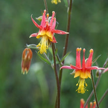 Load image into Gallery viewer, Aquilegia formosa - Western Columbine