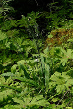 Load image into Gallery viewer, Blechnum spicant - Deer Fern