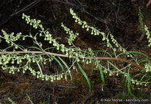 Load image into Gallery viewer, Artemisia palmeri - San Diego Sagewort