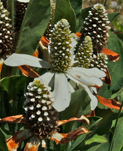 Load image into Gallery viewer, Anemopsis californica - Yerba Mansa