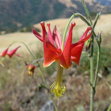 Load image into Gallery viewer, Aquilegia eximia - Van Houtte's Columbine