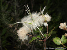 Load image into Gallery viewer, Clematis pauciflora - Small-leaved Clematis