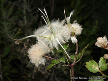 Load image into Gallery viewer, Clematis pauciflora - Small-leaved Clematis
