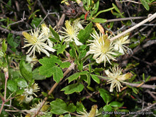 Load image into Gallery viewer, Clematis pauciflora - Small-leaved Clematis
