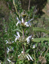 Load image into Gallery viewer, Salvia mellifera - Black Sage