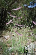 Load image into Gallery viewer, Bouteloua gracilis - Blue Grama Grass