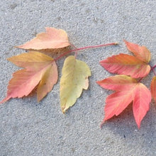 Load image into Gallery viewer, Acer negundo - Box Elder