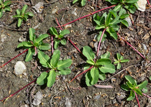 Load image into Gallery viewer, Anemopsis californica - Yerba Mansa