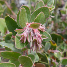 Load image into Gallery viewer, Arctostaphylos morroensis - Morro Bay Manzanita