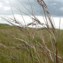 Load image into Gallery viewer, Stipa pulchra - Purple Needlegrass