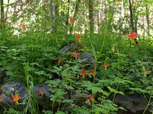 Load image into Gallery viewer, Aquilegia formosa - Western Columbine