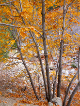 Load image into Gallery viewer, Acer macrophyllum - Big Leaf Maple

