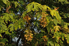Load image into Gallery viewer, Acer macrophyllum - Big Leaf Maple