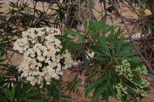 Load image into Gallery viewer, Lyonothamnus floribundus ssp. aspleniifolius - Santa Cruz Island Ironwood