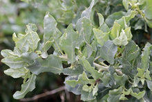 Load image into Gallery viewer, Atriplex lentiformis - Big Saltbush
