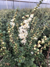 Load image into Gallery viewer, Ceanothus maritimus 'Popcorn' - Popcorn Ceanothus