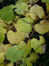 Load image into Gallery viewer, Vitis girdiana - Desert Wild Grape