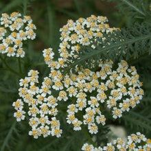 Load image into Gallery viewer, Achillea millefolium - Common Yarrow