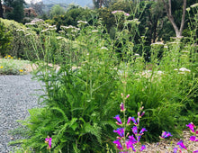Load image into Gallery viewer, Achillea millefolium - Common Yarrow