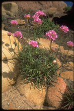 Load image into Gallery viewer, Armeria maritima - Pink Sea Thrift