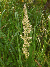 Load image into Gallery viewer, Calamagrostis nutkaensis - Pacific Reed Grass