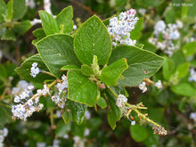 Load image into Gallery viewer, Ceanothus arboreus - Island Ceanothus