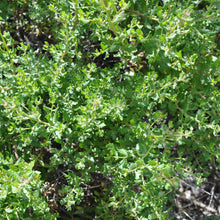 Load image into Gallery viewer, Baccharis pilularis 'Pigeon Point' - Pigeon Point Coyote Bush
