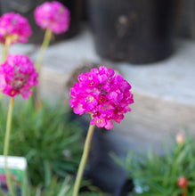 Load image into Gallery viewer, Armeria maritima &#39;Morning Star Deep Rose&#39; - Morning Star Deep Rose Sea Thrift
