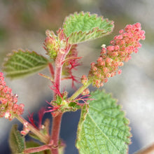 Load image into Gallery viewer, Acalypha californica - California Copperleaf
