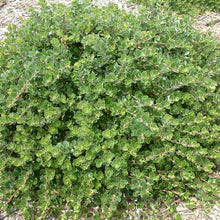 Load image into Gallery viewer, Arctostaphylos 'Emerald Carpet' - Emerald Carpet Manzanita