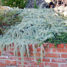 Load image into Gallery viewer, Artemisia californica 'Canyon Gray' - Canyon Gray Sagebrush