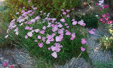 Load image into Gallery viewer, Achillea millefolium &#39;Island Pink&#39; - Island Pink Yarrow
