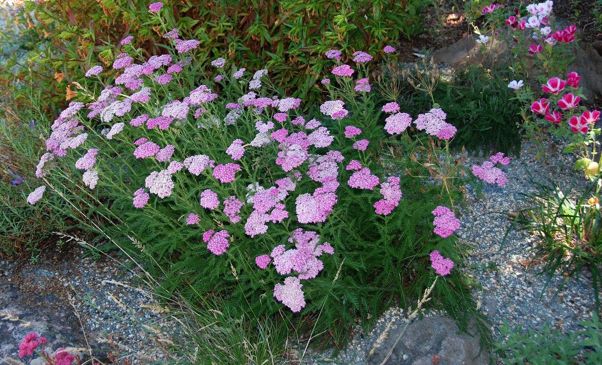 Achillea millefolium 'Island Pink' - Island Pink Yarrow – Santa Barbara  Botanic Garden