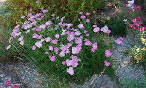 Achillea millefolium 'Island Pink' - Island Pink Yarrow